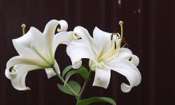 Featured image of post 百合